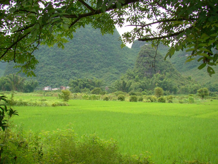 Cycling through fields of rice paddies, absolutely breathtaking!