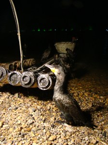 Getting up close and personal with these beautiful birds
