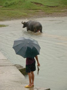 Water-buffalo taking a bath