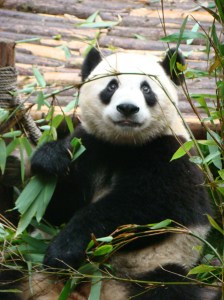 Up close with Giant Pandas
