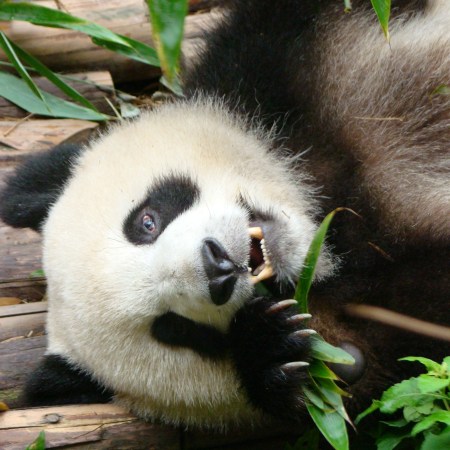 Up close with Giant Pandas
