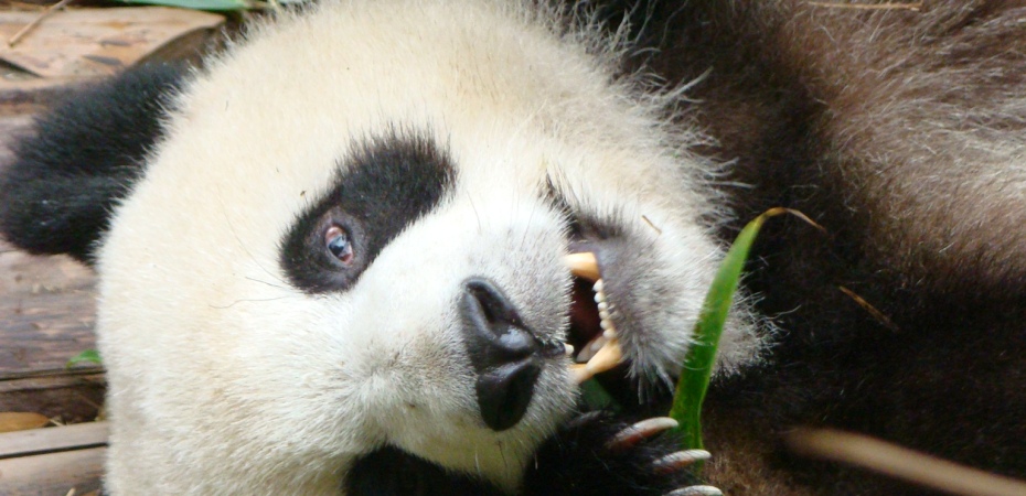 Up close with Giant Pandas