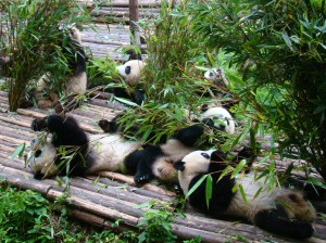 Up close with Giant Pandas