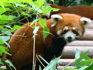 Up close with Giant Pandas