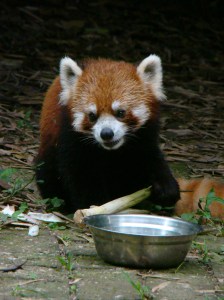 Up close with Giant Pandas