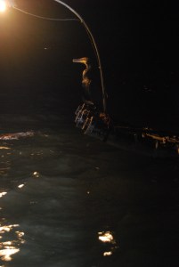 Capture a Cormorant before he dives after the fish