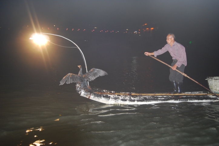 Chinese fisherman on his bamboo boat fishing with his Cormorants