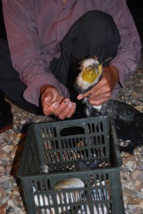 The Cormorant with its catch!