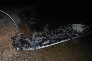 Cormorants gathering on the bamboo raft after a nights work