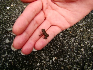 Teeny-Tiny Frogs!!