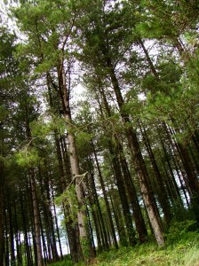 Newborough Warren Forest