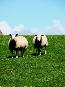 Welsh staring sheep
