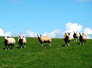 Welsh staring sheep
