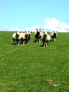 Welsh staring sheep