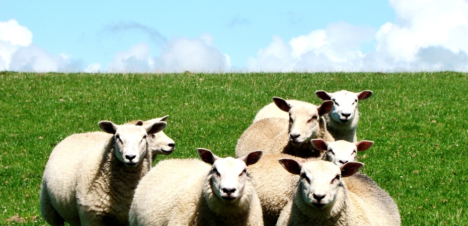Welsh staring sheep