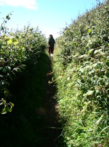 through bramble pathways
