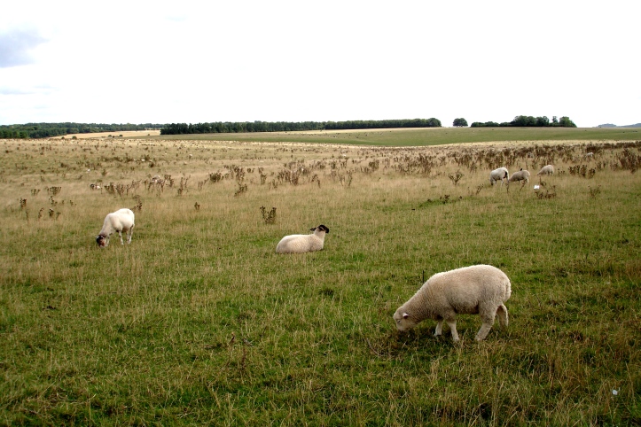 The fields surrounding Stonehenge