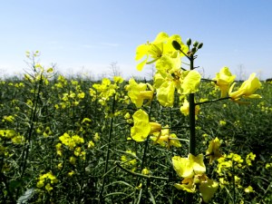 Rapeseed Flowers of England
