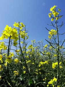 Rapeseed Flowers of England