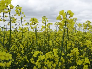 Rapeseed Flowers of England