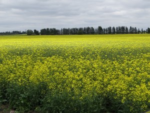 Rapeseed Flowers of England