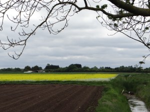Rapeseed Flowers of England