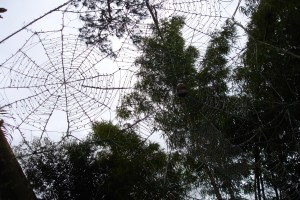 The Crazy House of Vietnam