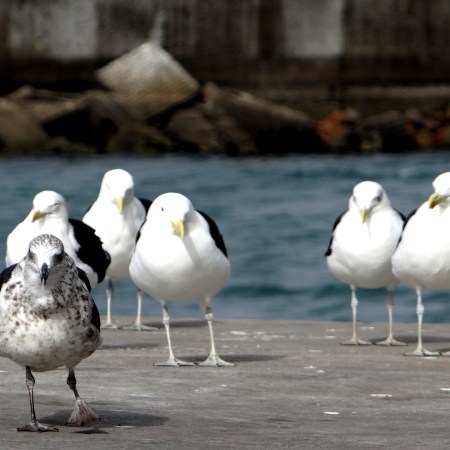 Contrasting Seagulls in Hout Bay, South-Africa