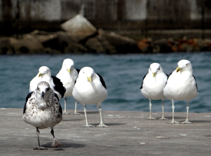 Contrasting Seagulls in Hout Bay, South-Africa
