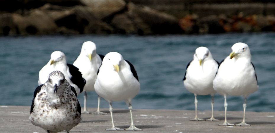 Contrasting Seagulls in Hout Bay, South-Africa