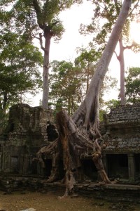 Ta Prohm Temple
