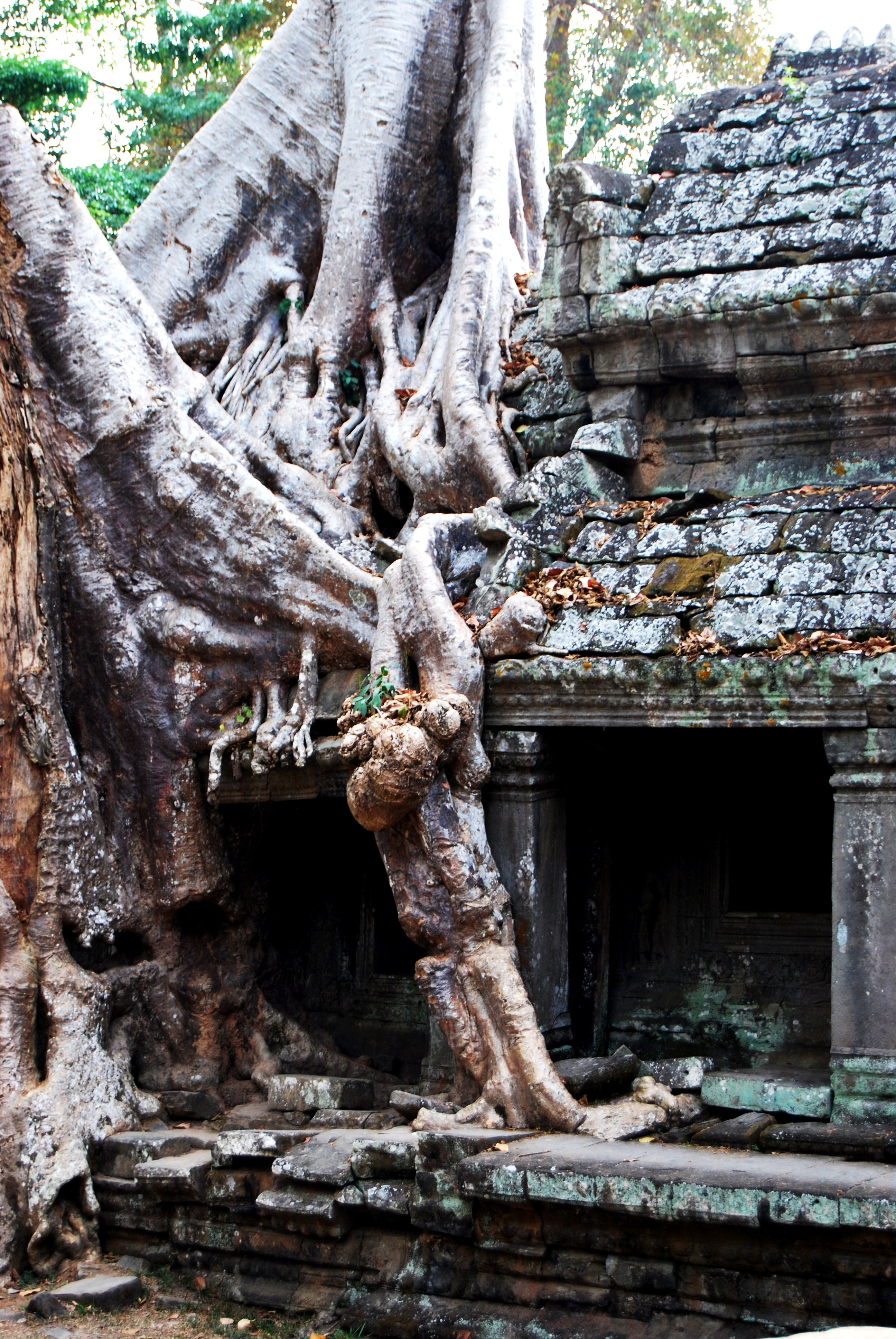Tree Root shroud Ta Prohm Temple