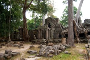 Tree Root shroud Ta Prohm Temple