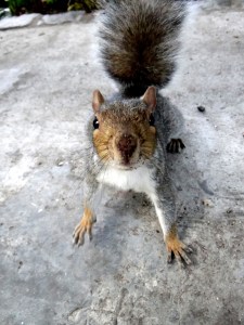 Squirrel