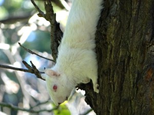 white squirrel