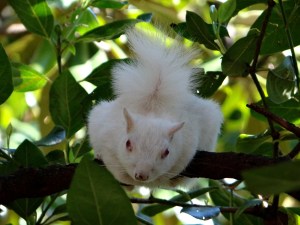 white squirrel