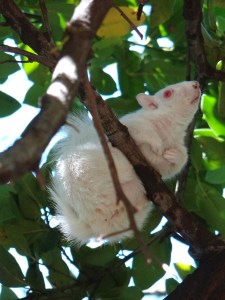 white squirrel