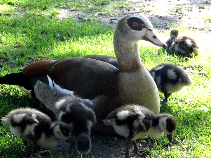 Spring in the Company's Garden
