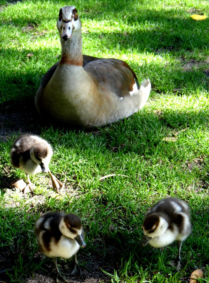 Spring in the Company's Garden