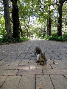 Squirrels in Cape Town