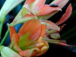 Spring in the Company's Garden