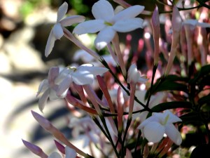 Spring in the Company's Garden