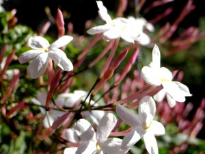 Spring in the Company's Garden