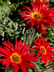 Spring in the Company's Garden