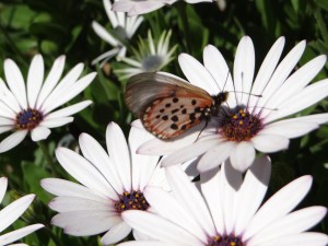 Spring in the Company's Garden