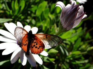 Spring in the Company's Garden