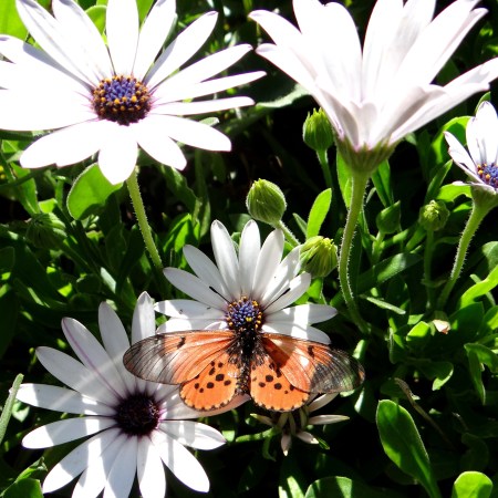 Spring in the Company's Garden