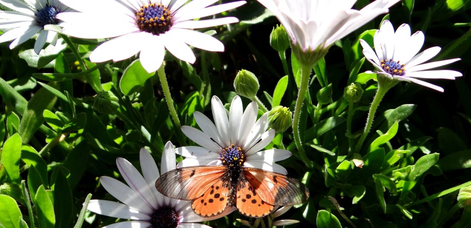 Spring in the Company's Garden