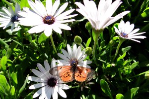 Spring in the Company's Garden