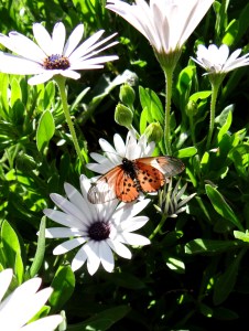 Spring in the Company's Garden